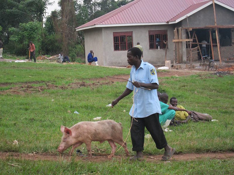 pork and poverty