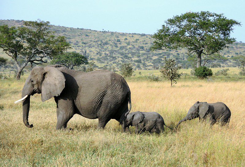 Poverty and Poaching