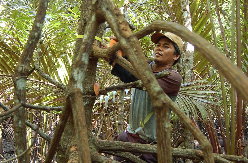 Mangrove Conservation in Indonesia