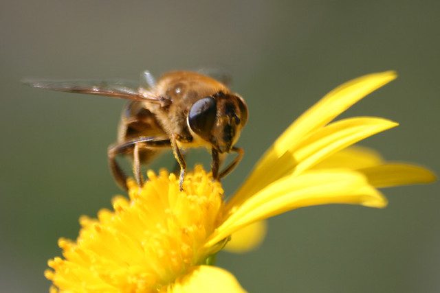 Bees Reduce Poverty