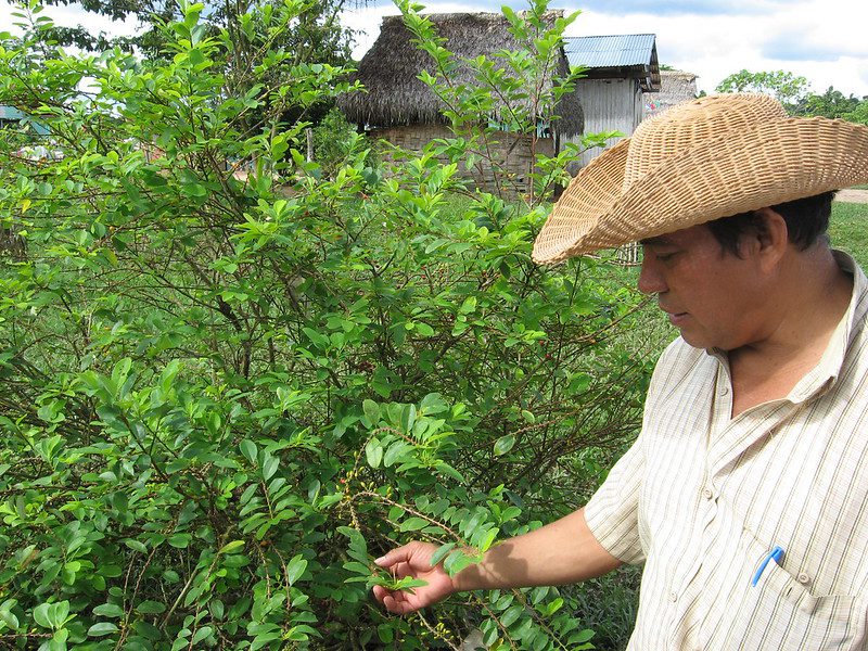 alternative-developments-dismantling-the-peruvian-cocaine-industry