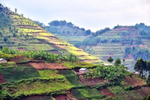Deep Bed Farming