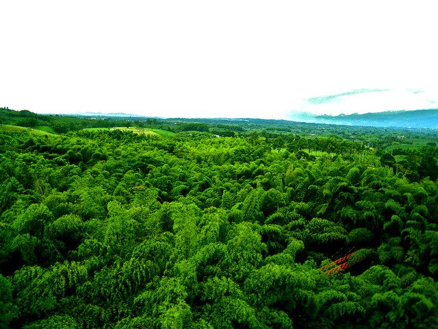 Ecosia