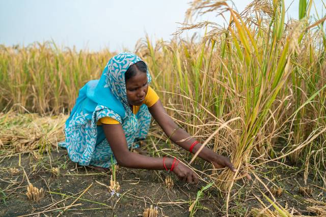 Flood-Tolerant Rice Benefits