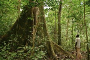 Rainforests in Gabon