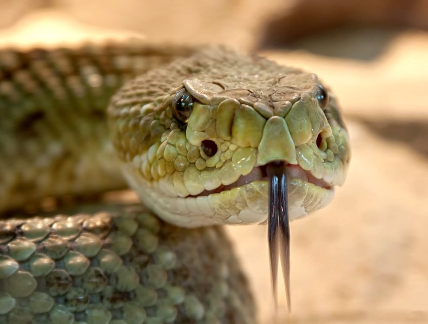 Global Snakebite Strategy