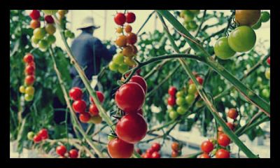 Home Gardens