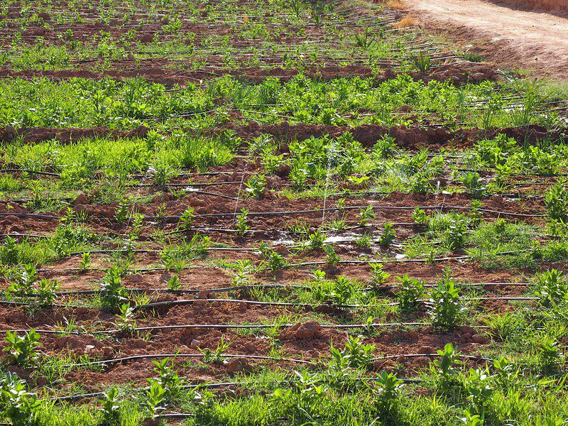 How Smart Irrigation in Morocco is Changing Agriculture 