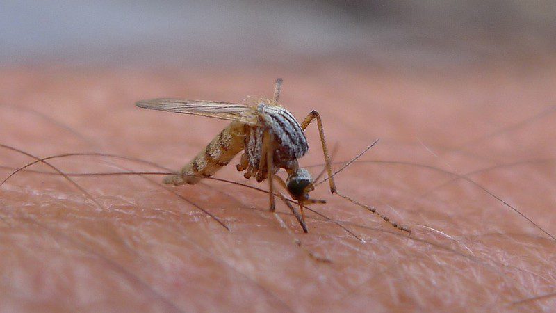 Vector-Borne Diseases