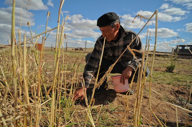 Hunger in Mongolia