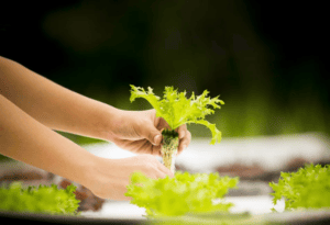 Hydroponic Farming