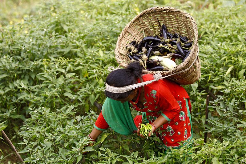 Irrigation Farming in Nepal