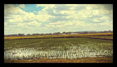 Irrigation_infrastructure