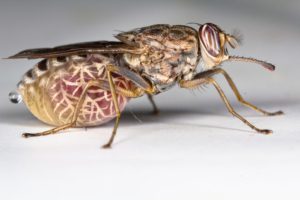Sleeping Sickness in Kenya