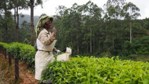 Tea Production in Developing Countries