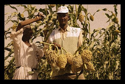 Farming in Developing Countries