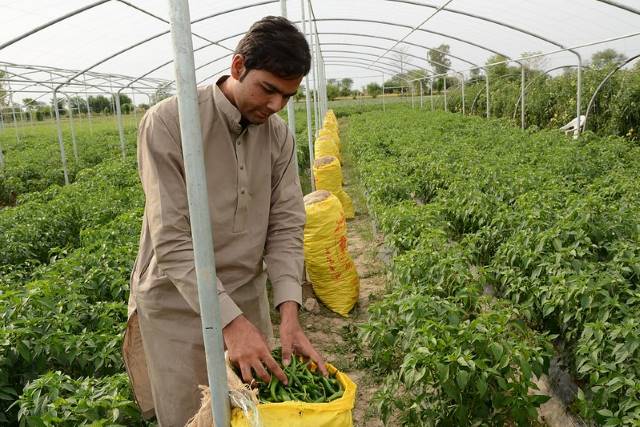 USAID’s PATTA Program