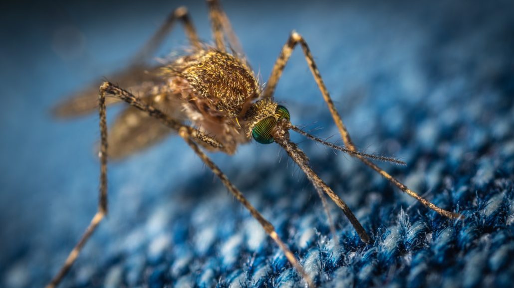 Vector-borne diseases