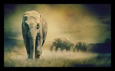 Why Investing in Africa is the Right Move