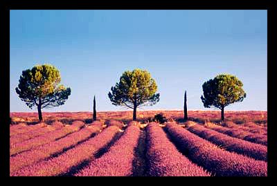 Agroforestry climate-smart_agriculture