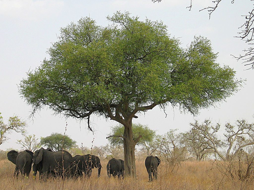 sustainable agriculture in Cameroon