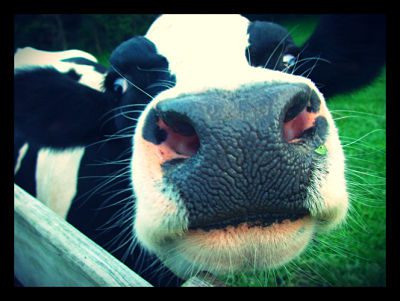 Environmentally Sustainable Cattle Grazing