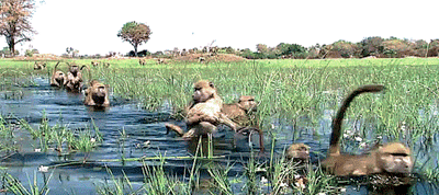 mynamar monkeys