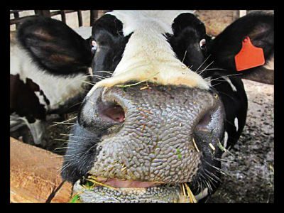 guatemala-milk-program