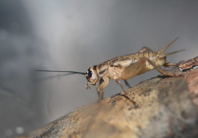 roasted crickets