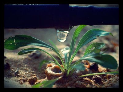 rsz_drip_irrigation