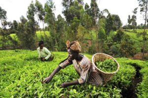 understanding industrialization