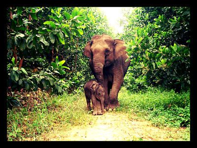 wwf_opt